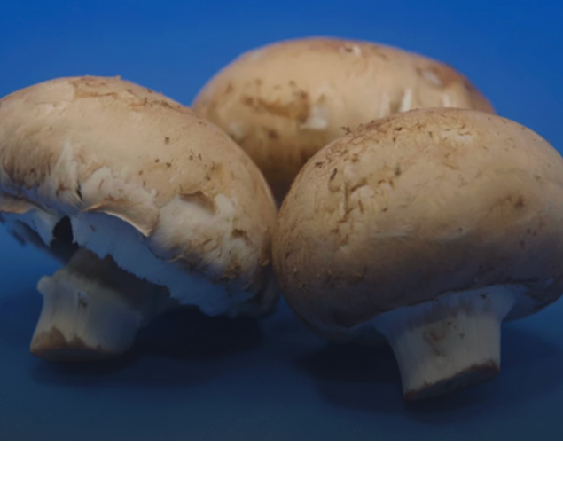 Cordyceps