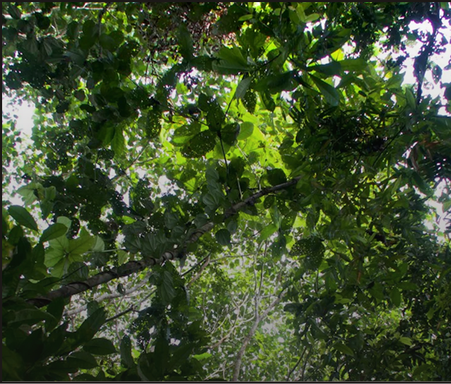 Organic Guayusa