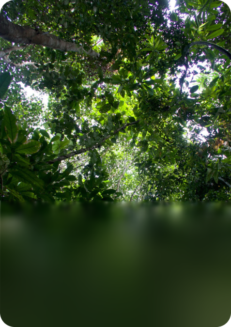 GUAYUSA